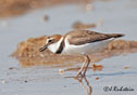 Charadrius wilsonia